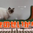 バーマン猫ラフとウリ【向きのせいかな？】Is it because of the orientation?（バーマン猫）Birman/Cat