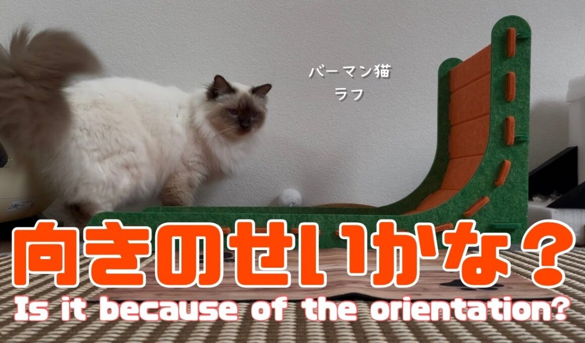 バーマン猫ラフとウリ【向きのせいかな？】Is it because of the orientation?（バーマン猫）Birman/Cat