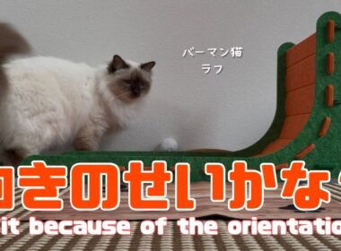 バーマン猫ラフとウリ【向きのせいかな？】Is it because of the orientation?（バーマン猫）Birman/Cat