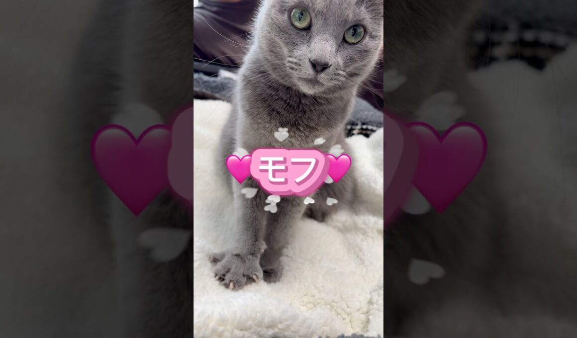 モフモフのラブソング❤️ #猫 #ロシアンブルー #catshorts #shorts