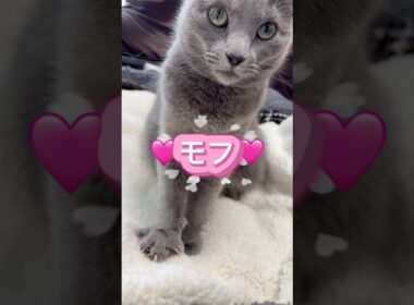 モフモフのラブソング❤️ #猫 #ロシアンブルー #catshorts #shorts