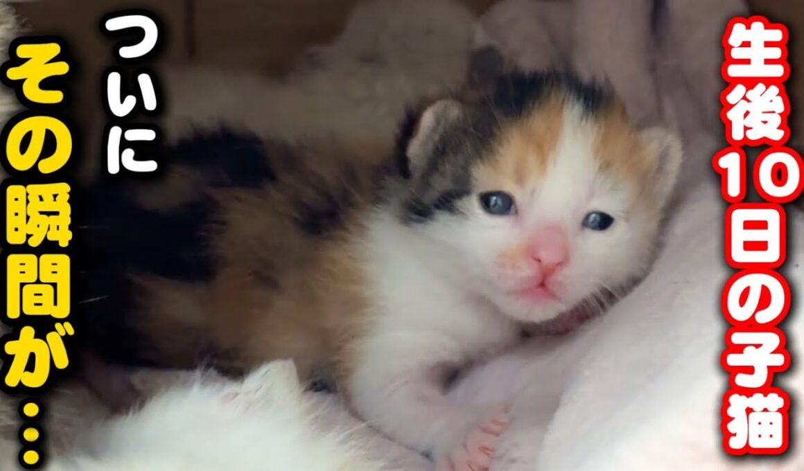 生後10日目の子猫がついに開眼しました