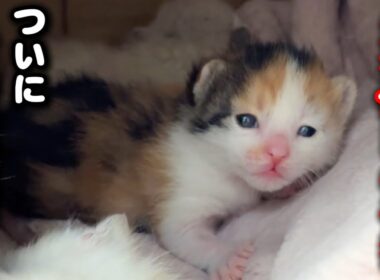 生後10日目の子猫がついに開眼しました