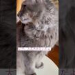 見て見て #ねこ動画 #アメリカンカール