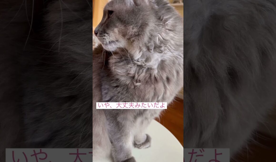 見て見て #ねこ動画 #アメリカンカール