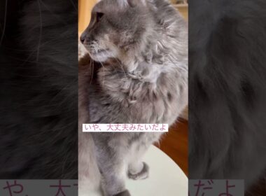 見て見て #ねこ動画 #アメリカンカール