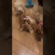 ブラッシングにうっとりする猫【ソマリのぷー】#猫 #猫のいる暮らし #猫のいる生活 #cat #ねこ #catvideos #猫動画 #shortvideo #猫のいる生活 #short
