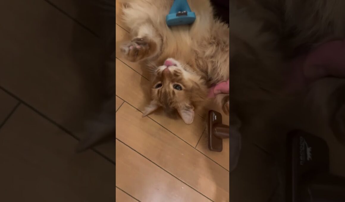 ブラッシングにうっとりする猫【ソマリのぷー】#猫 #猫のいる暮らし #猫のいる生活 #cat #ねこ #catvideos #猫動画 #shortvideo #猫のいる生活 #short