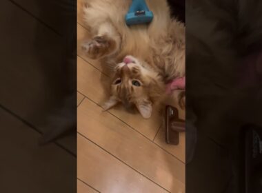 ブラッシングにうっとりする猫【ソマリのぷー】#猫 #猫のいる暮らし #猫のいる生活 #cat #ねこ #catvideos #猫動画 #shortvideo #猫のいる生活 #short