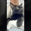 お外を眺める黒猫ボンベイ　#cat #ねこ #ねこのいる暮らし #ねこのいる生活 #ねこ動画 #猫 #猫好きさんと繋がりたい #かわいい #癒やし #甘えん坊