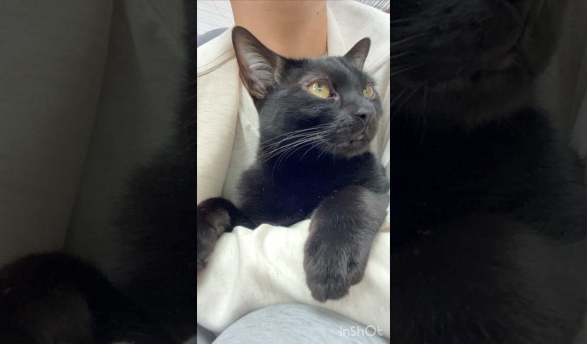 お外を眺める黒猫ボンベイ　#cat #ねこ #ねこのいる暮らし #ねこのいる生活 #ねこ動画 #猫 #猫好きさんと繋がりたい #かわいい #癒やし #甘えん坊