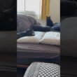 ごっこ #猫のいる暮らし #cat #にゃんグラム #セルカークレックス #ブリティッシュショートヘア #ボンベイ
