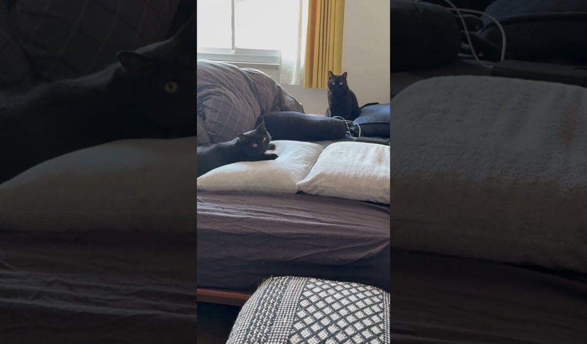ごっこ #猫のいる暮らし #cat #にゃんグラム #セルカークレックス #ブリティッシュショートヘア #ボンベイ
