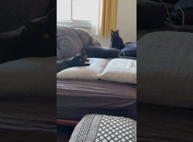 ごっこ #猫のいる暮らし #cat #にゃんグラム #セルカークレックス #ブリティッシュショートヘア #ボンベイ