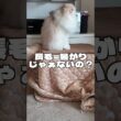 暑がりのはずなのにコタツ直行する猫😂【スコティッシュフォールド】