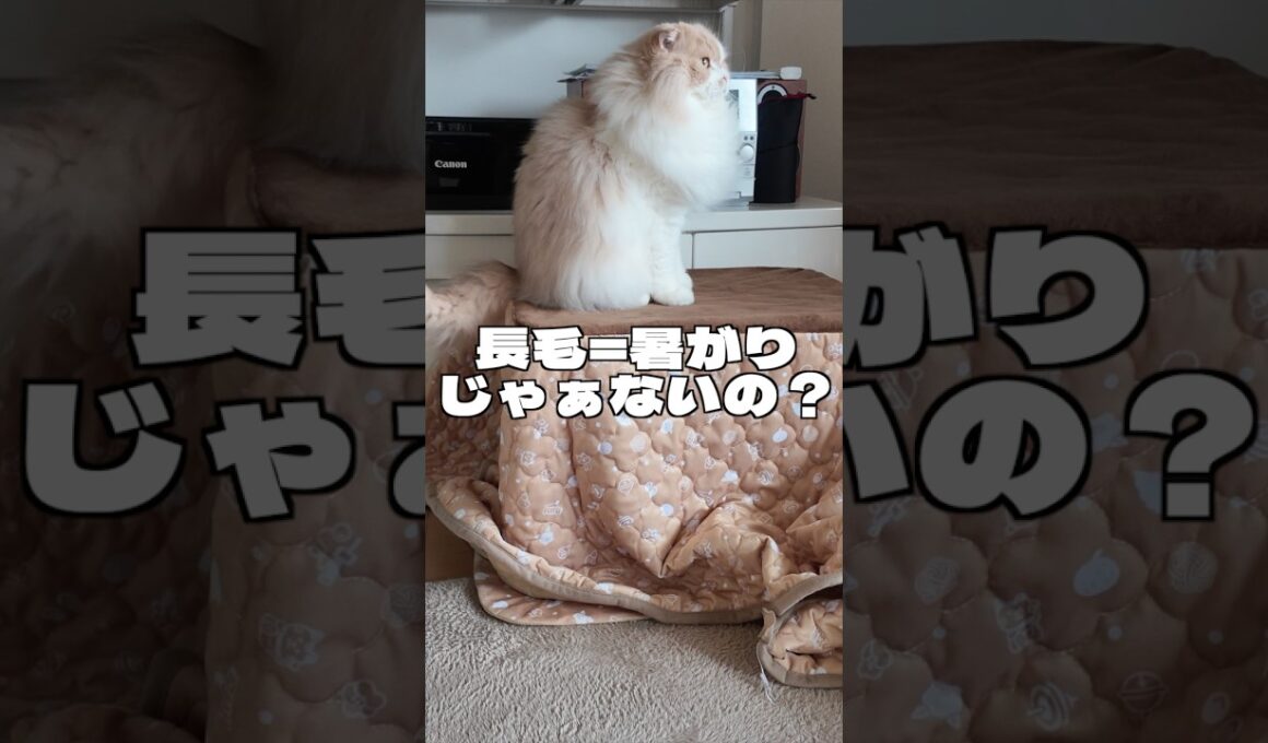 暑がりのはずなのにコタツ直行する猫😂【スコティッシュフォールド】