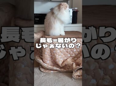 暑がりのはずなのにコタツ直行する猫😂【スコティッシュフォールド】