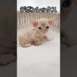 【デボンレックス】子猫 #goldenrex #emeraldspirit #デボンレックス #子猫 #デボンレックスブリーダー #devonrex #愛知 #ブリーダー #shorts #猫