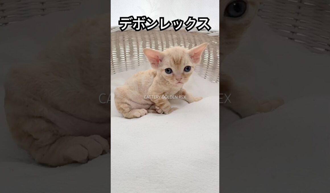 【デボンレックス】子猫 #goldenrex #emeraldspirit #デボンレックス #子猫 #デボンレックスブリーダー #devonrex #愛知 #ブリーダー #shorts #猫