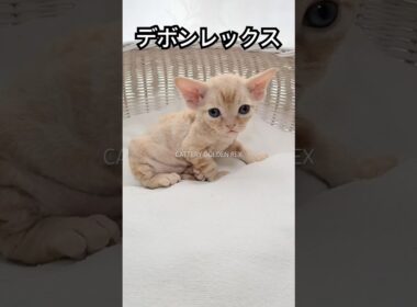 【デボンレックス】子猫 #goldenrex #emeraldspirit #デボンレックス #子猫 #デボンレックスブリーダー #devonrex #愛知 #ブリーダー #shorts #猫