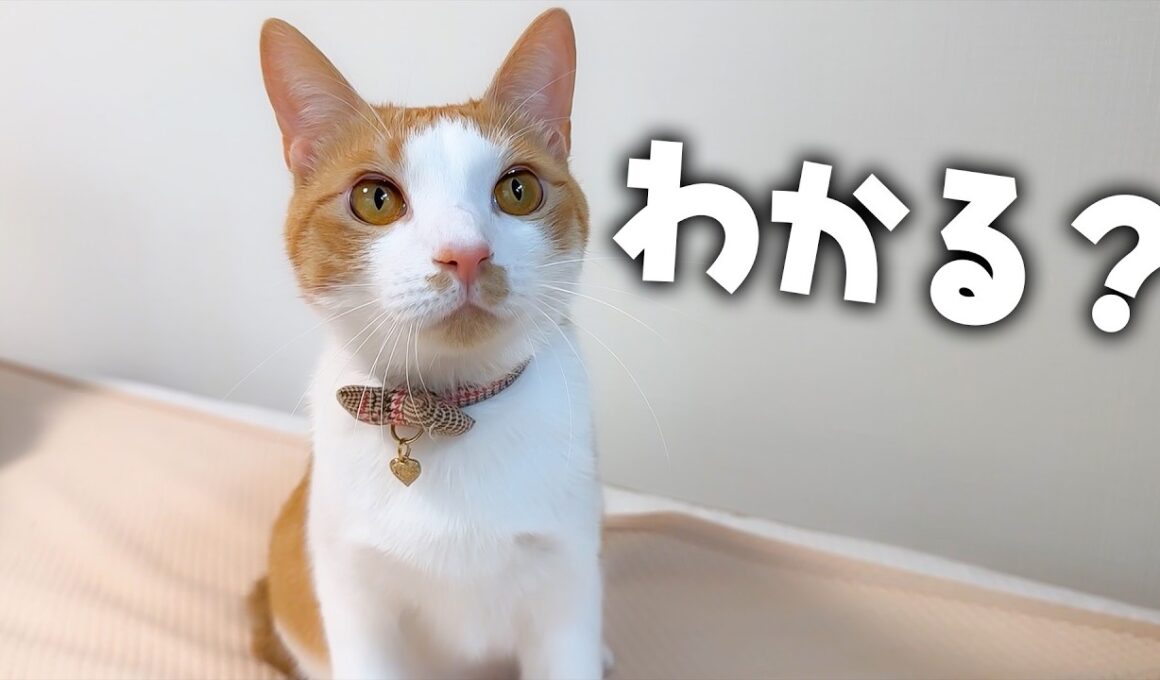 なんだかチップがいつもと違うところがあるぞ？？