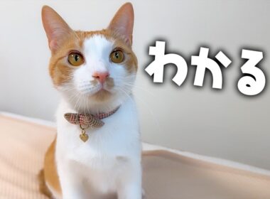 なんだかチップがいつもと違うところがあるぞ？？