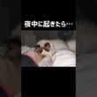 なぜに足枕にされてるのかも何でこんなとこに自分の足があるのかも何もわからんけど可愛い😊 #shorts #猫 #ラグドール #甘えん坊猫 #もふもふ #猫のいる生活