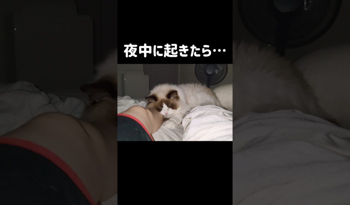 なぜに足枕にされてるのかも何でこんなとこに自分の足があるのかも何もわからんけど可愛い😊 #shorts #猫 #ラグドール #甘えん坊猫 #もふもふ #猫のいる生活