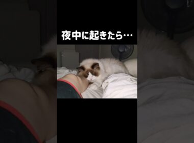 なぜに足枕にされてるのかも何でこんなとこに自分の足があるのかも何もわからんけど可愛い😊 #shorts #猫 #ラグドール #甘えん坊猫 #もふもふ #猫のいる生活