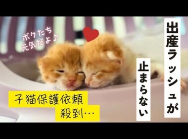 子猫の救出依頼が殺到！出産ラッシュをどう乗り切る？
