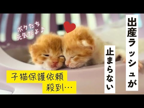 子猫の救出依頼が殺到！出産ラッシュをどう乗り切る？