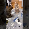 ストローで遊ぼうか迷ってる猫　#shorts #猫#キジトラ#ソマリ