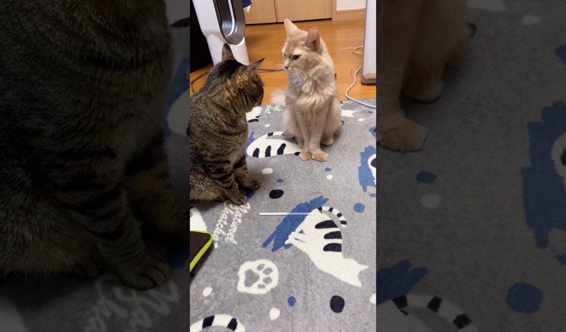 ストローで遊ぼうか迷ってる猫　#shorts #猫#キジトラ#ソマリ