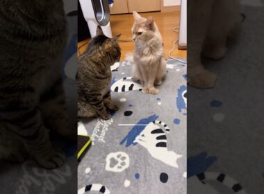 ストローで遊ぼうか迷ってる猫　#shorts #猫#キジトラ#ソマリ
