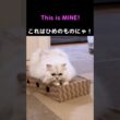 わがままひめちゃん発動❗️新しい爪研ぎを独占するペルシャ猫#猫 #猫動画 #ペルシャ猫 #かわいい猫 #猫のいる暮らし #猫ショート #癒し #多頭飼い #わがまま猫 #爪とぎ