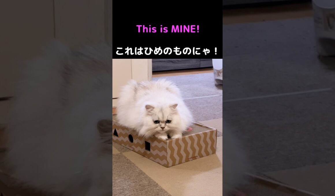 わがままひめちゃん発動❗️新しい爪研ぎを独占するペルシャ猫#猫 #猫動画 #ペルシャ猫 #かわいい猫 #猫のいる暮らし #猫ショート #癒し #多頭飼い #わがまま猫 #爪とぎ