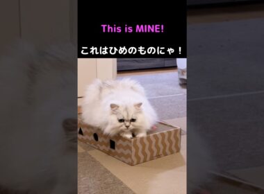 わがままひめちゃん発動❗️新しい爪研ぎを独占するペルシャ猫#猫 #猫動画 #ペルシャ猫 #かわいい猫 #猫のいる暮らし #猫ショート #癒し #多頭飼い #わがまま猫 #爪とぎ
