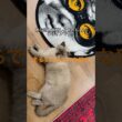 シャム猫の性格とは？よく鳴く理由と本当の特徴