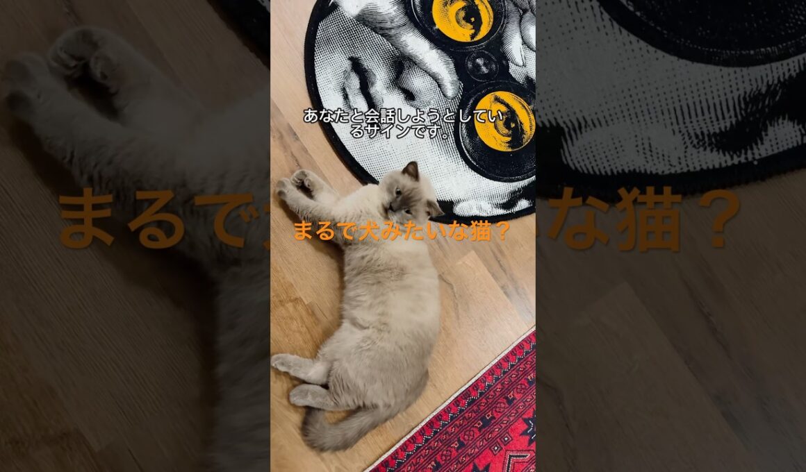 シャム猫の性格とは？よく鳴く理由と本当の特徴