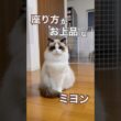 座り方がお上品なミヨンちゃん☺️💕#ラグドール #猫好きさんと繋がりたい #猫のいる暮らし #ねこ動画