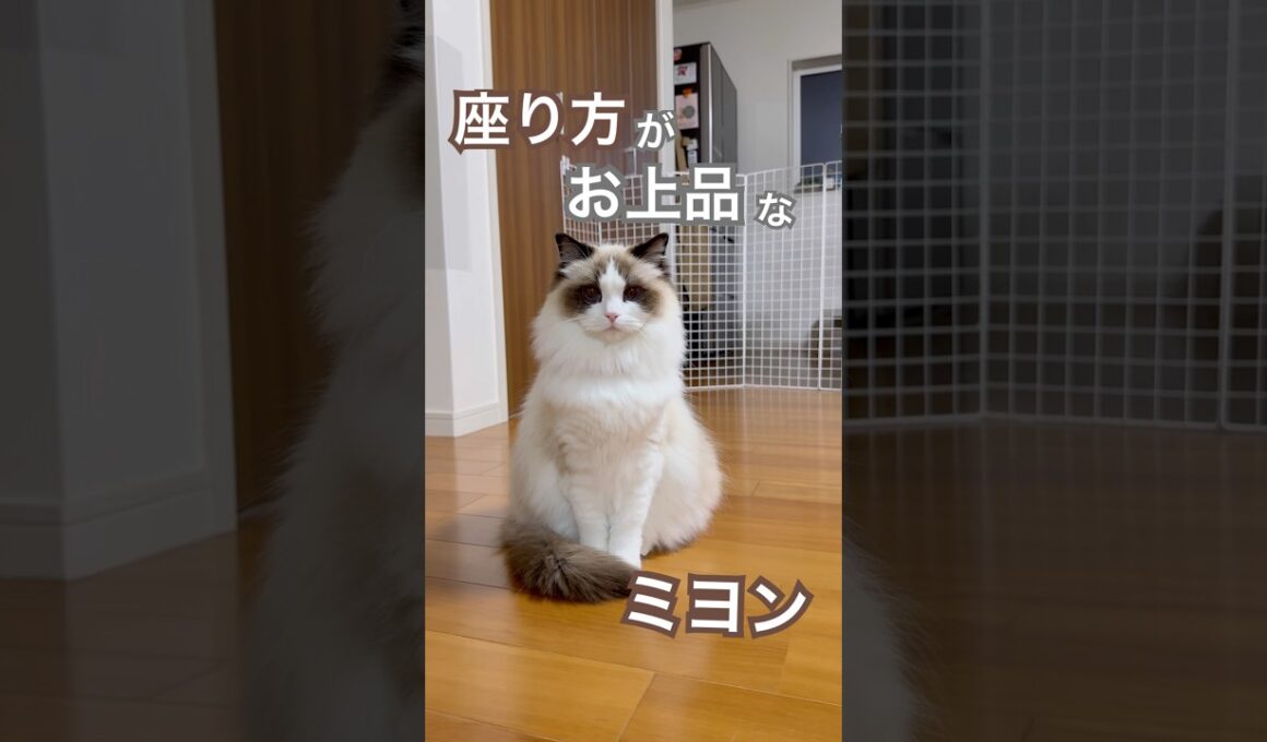 座り方がお上品なミヨンちゃん☺️💕#ラグドール #猫好きさんと繋がりたい #猫のいる暮らし #ねこ動画
