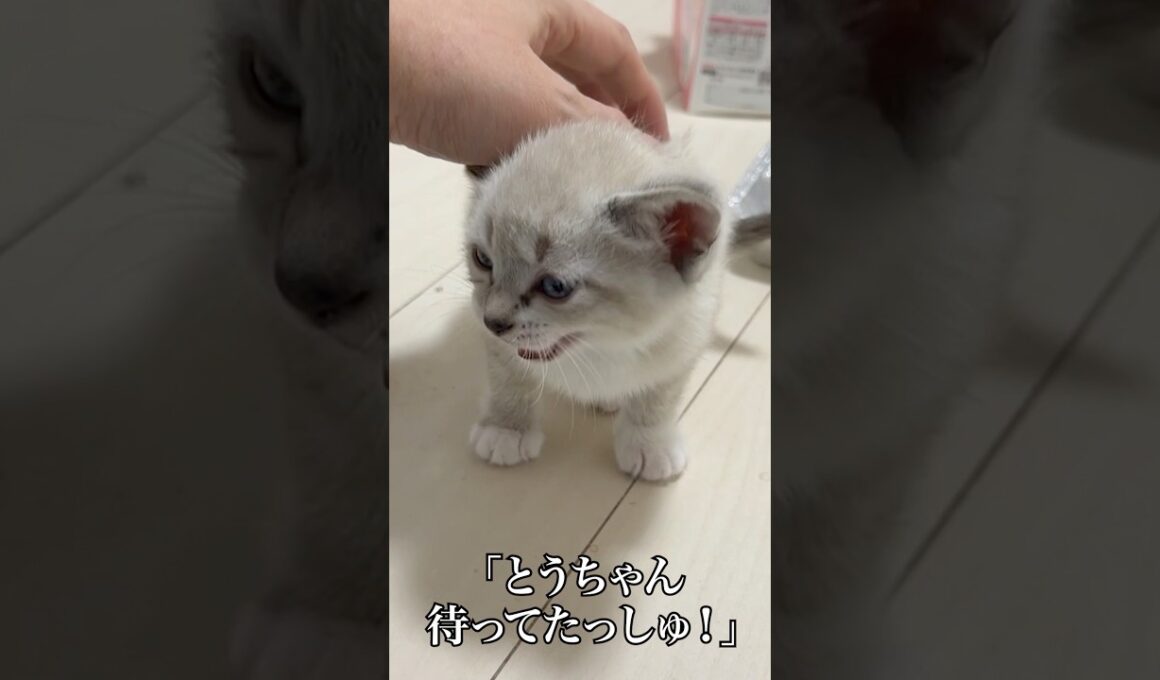🐱到着したばかりの子猫姉弟、とつぜん姿を消す…⁉︎   #cat #kitten #猫 #子猫 #ねこ #こねこ #保護猫  #shorts  #猫のいる暮らし
