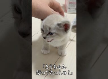 🐱到着したばかりの子猫姉弟、とつぜん姿を消す…⁉︎   #cat #kitten #猫 #子猫 #ねこ #こねこ #保護猫  #shorts  #猫のいる暮らし