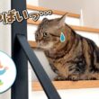 赤ちゃんが泣かないかヒヤヒヤしながら見守る猫たちが可愛すぎる！