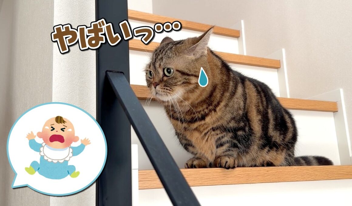 赤ちゃんが泣かないかヒヤヒヤしながら見守る猫たちが可愛すぎる！
