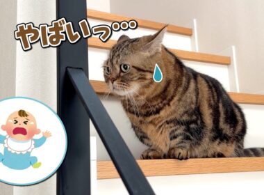 赤ちゃんが泣かないかヒヤヒヤしながら見守る猫たちが可愛すぎる！