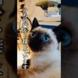 うちの猫を探しています。あんなに白かったはずなのに
