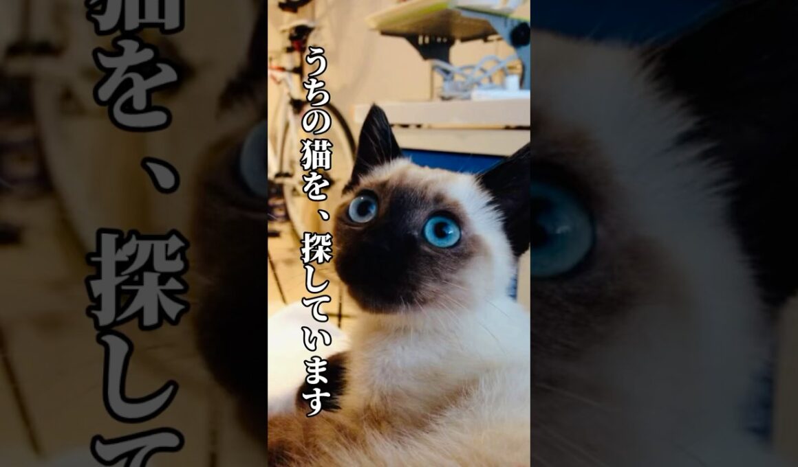 うちの猫を探しています。あんなに白かったはずなのに