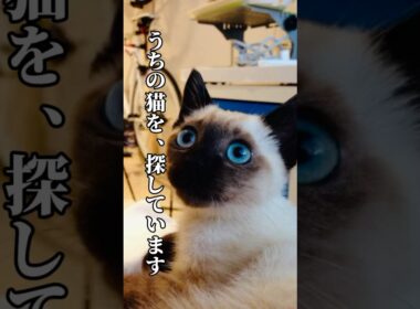 うちの猫を探しています。あんなに白かったはずなのに