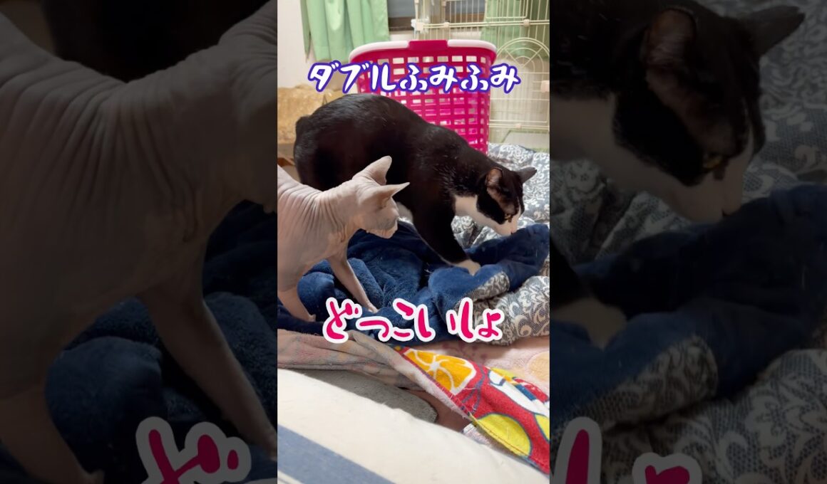 ㊙️貴方の知らないスフィンクス猫とハチワレ猫の日常について#shorts#cat #猫 #sphynx #猫のいる暮らし